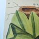 Antique bird engraving - Baltimore bird - Zoological plate by Seligmann & Catesby