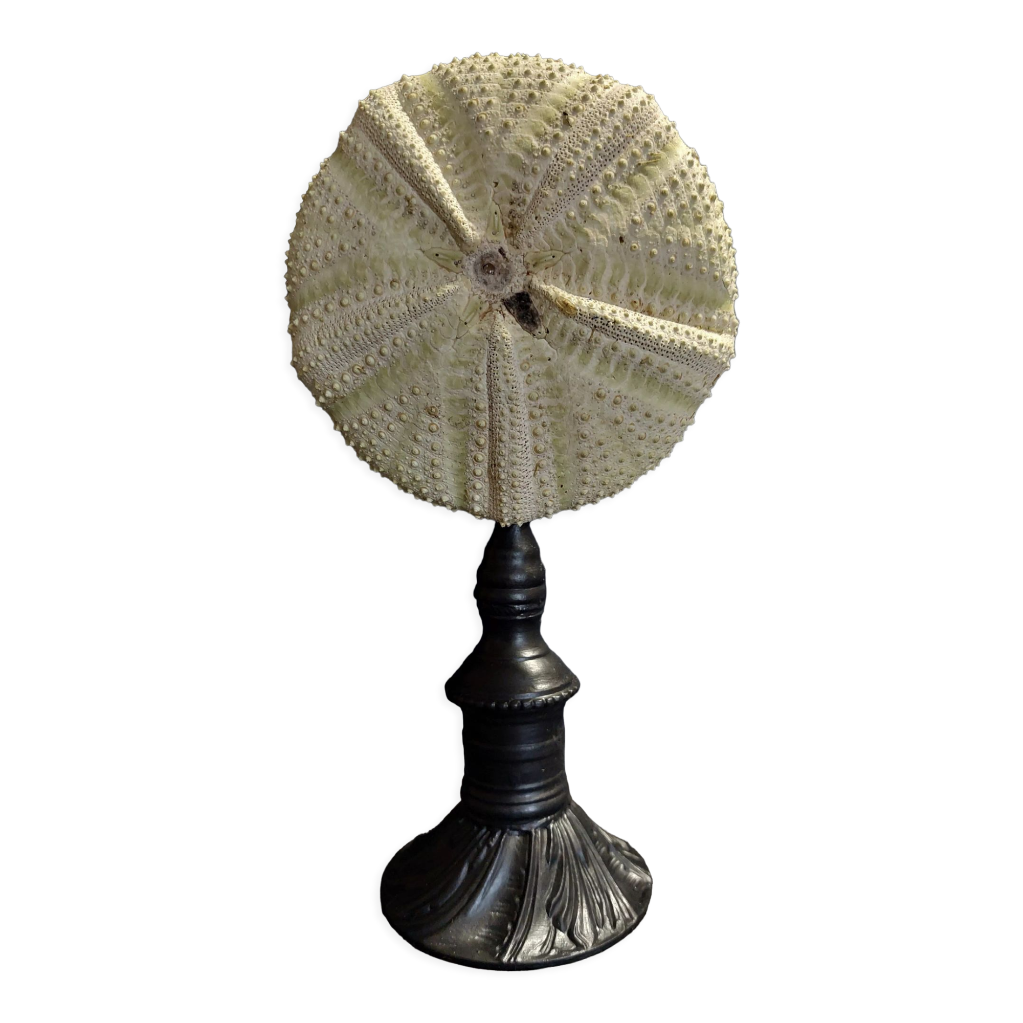 Cabinet of Curiosities sea urchin astropyga radiata on base