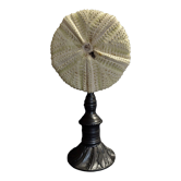 Cabinet of Curiosities sea urchin astropyga radiata on base