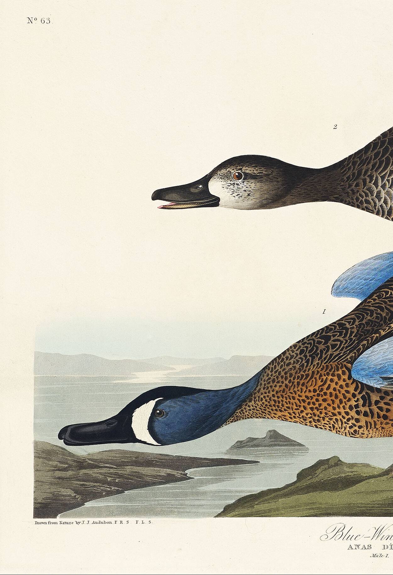 Poster of the Blue-winged Teal, after an old engraving