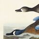 Poster of the Blue-winged Teal, after an old engraving
