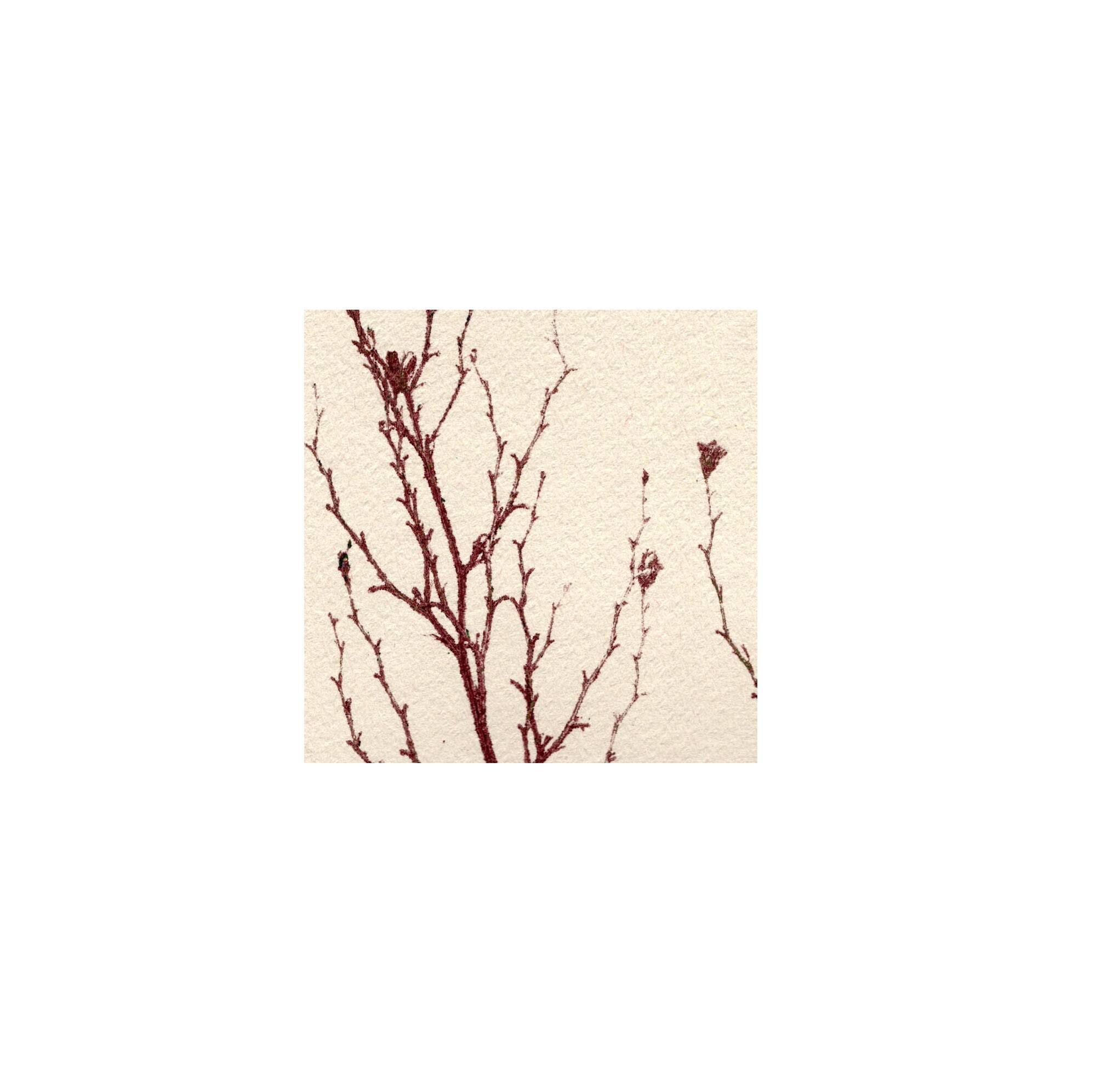 Collection de peintures herbiers sur papier signées Eawy