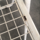 Chairs 'net ted' by Niels Gammelgaard, 1978