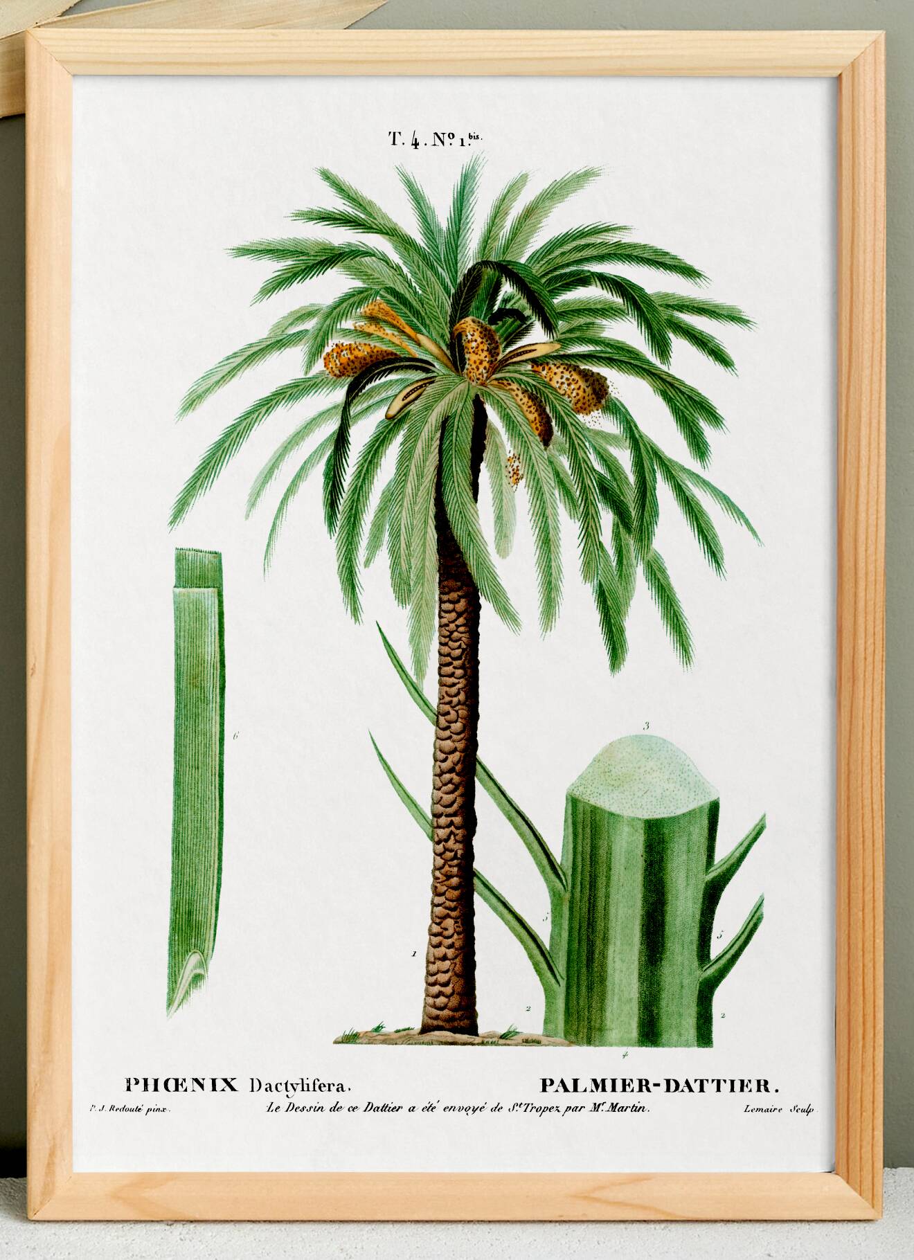 Poster about the date palm, based on an old engraving from 1802