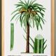 Poster about the date palm, based on an old engraving from 1802