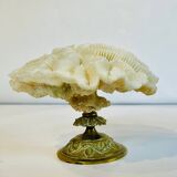 Coquillage - corail