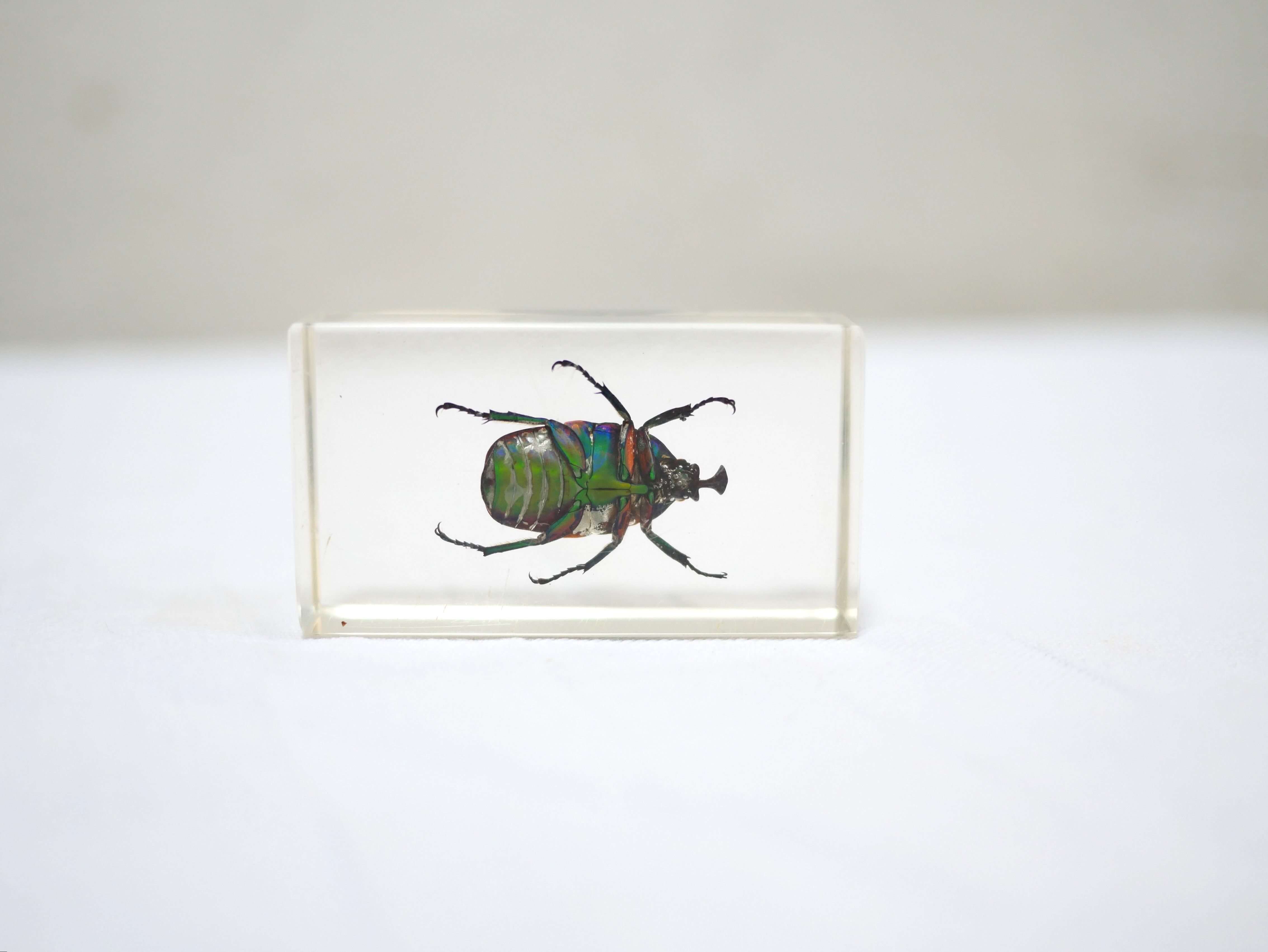 Vintage resin insect