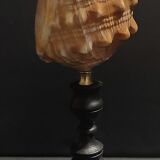 Cabinet of Curiosities shell cypraecassis rufa on base