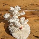 Corail blanc sur socle corail champignon