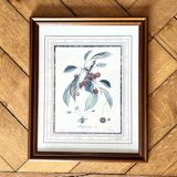 Botanical frame bigarreaux cherry branch
