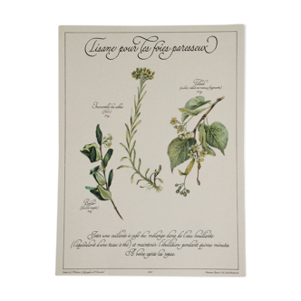 Affiche botanique tisane