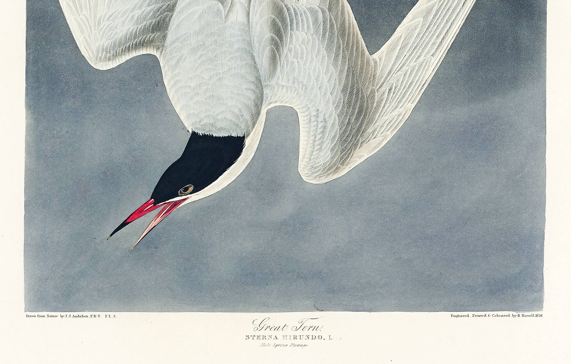 Poster about the Common Tern, based on an old engraving from 1827.
