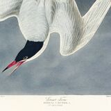 Poster about the Common Tern, based on an old engraving from 1827.