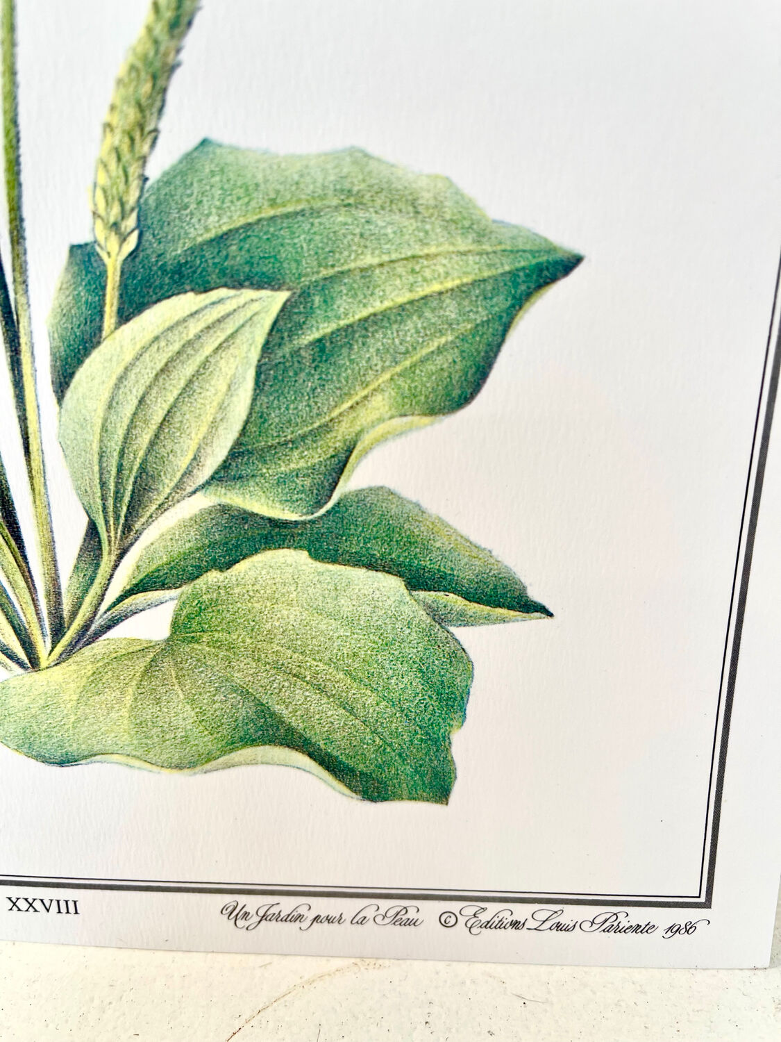 Botanical plate – Large plantain – Louis Pariente, 1986
