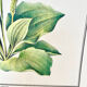 Botanical plate – Large plantain – Louis Pariente, 1986