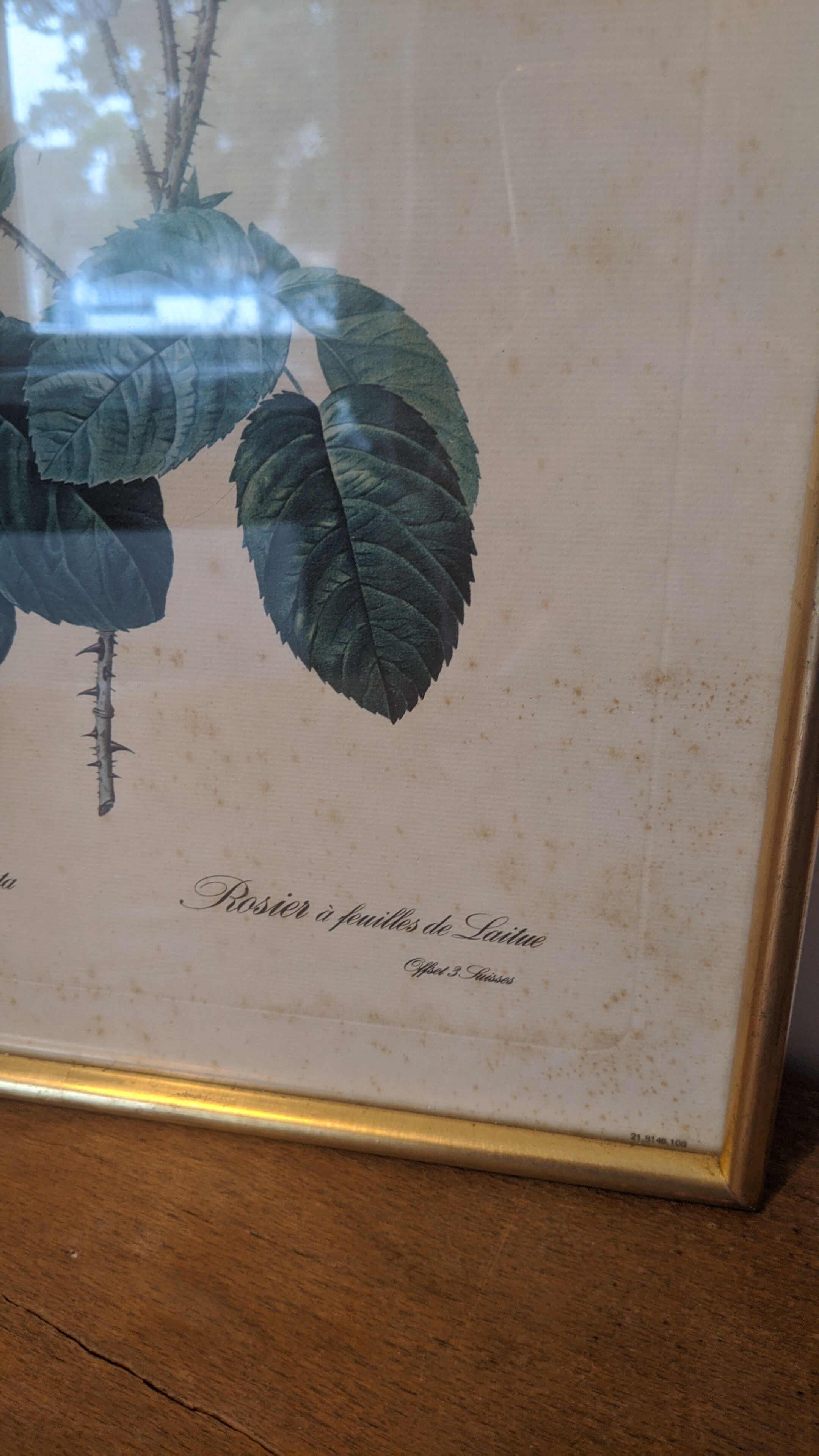 Frame Dreaded rose bush