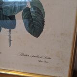 Frame Dreaded rose bush