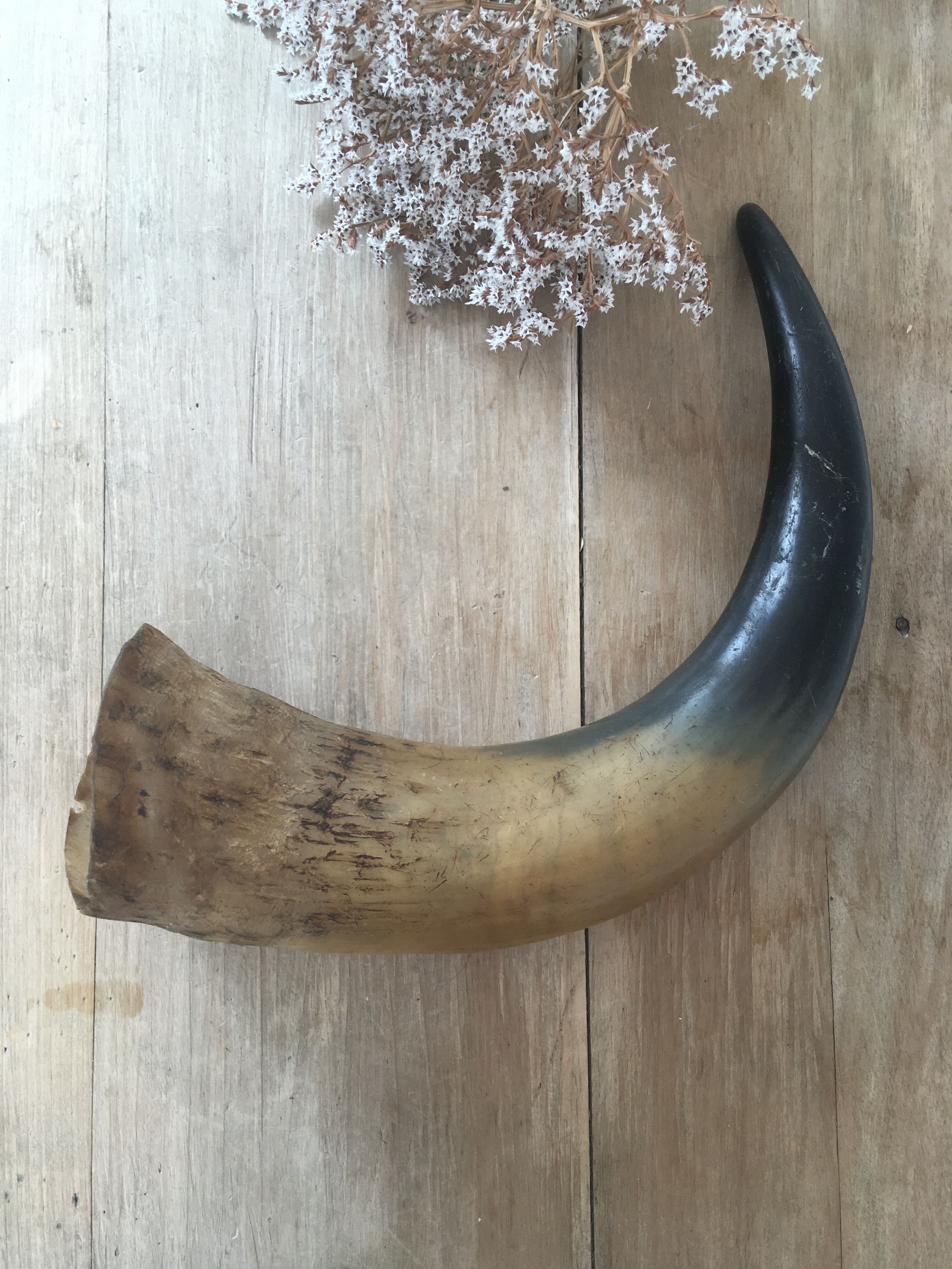 Ancient horn
