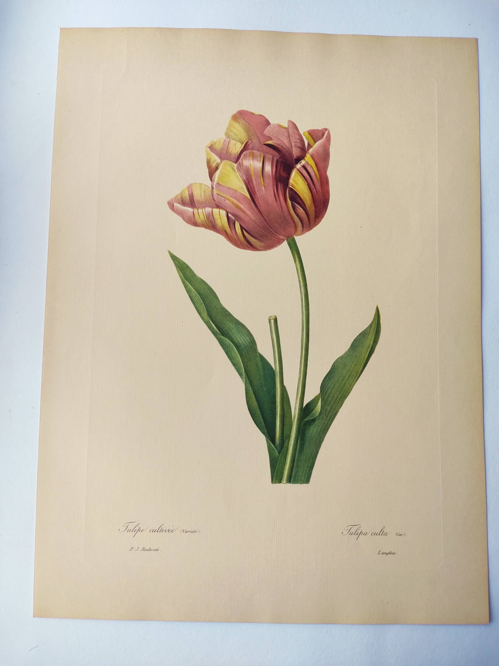 Antique botanical engraving -1955- Tulip - by PJ. Redouté. Vintage nature