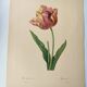Antique botanical engraving -1955- Tulip - by PJ. Redouté. Vintage nature