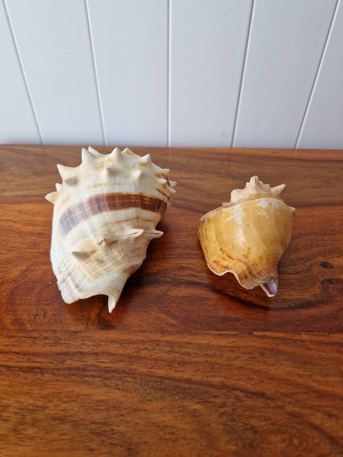 Lot of 2 vintage seashells