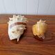 Lot of 2 vintage seashells