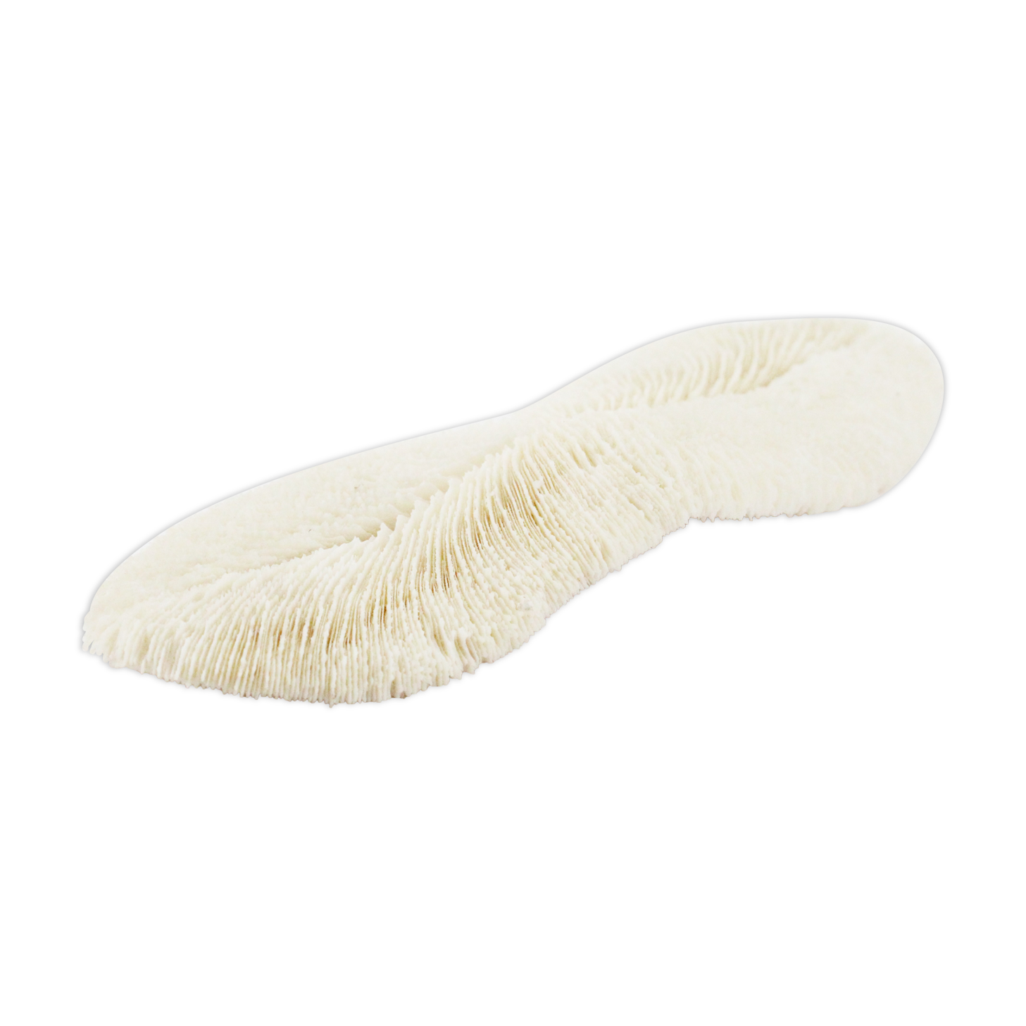 White sponge coral