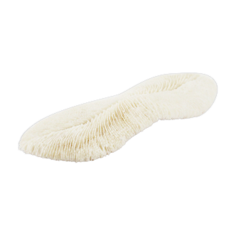 White sponge coral
