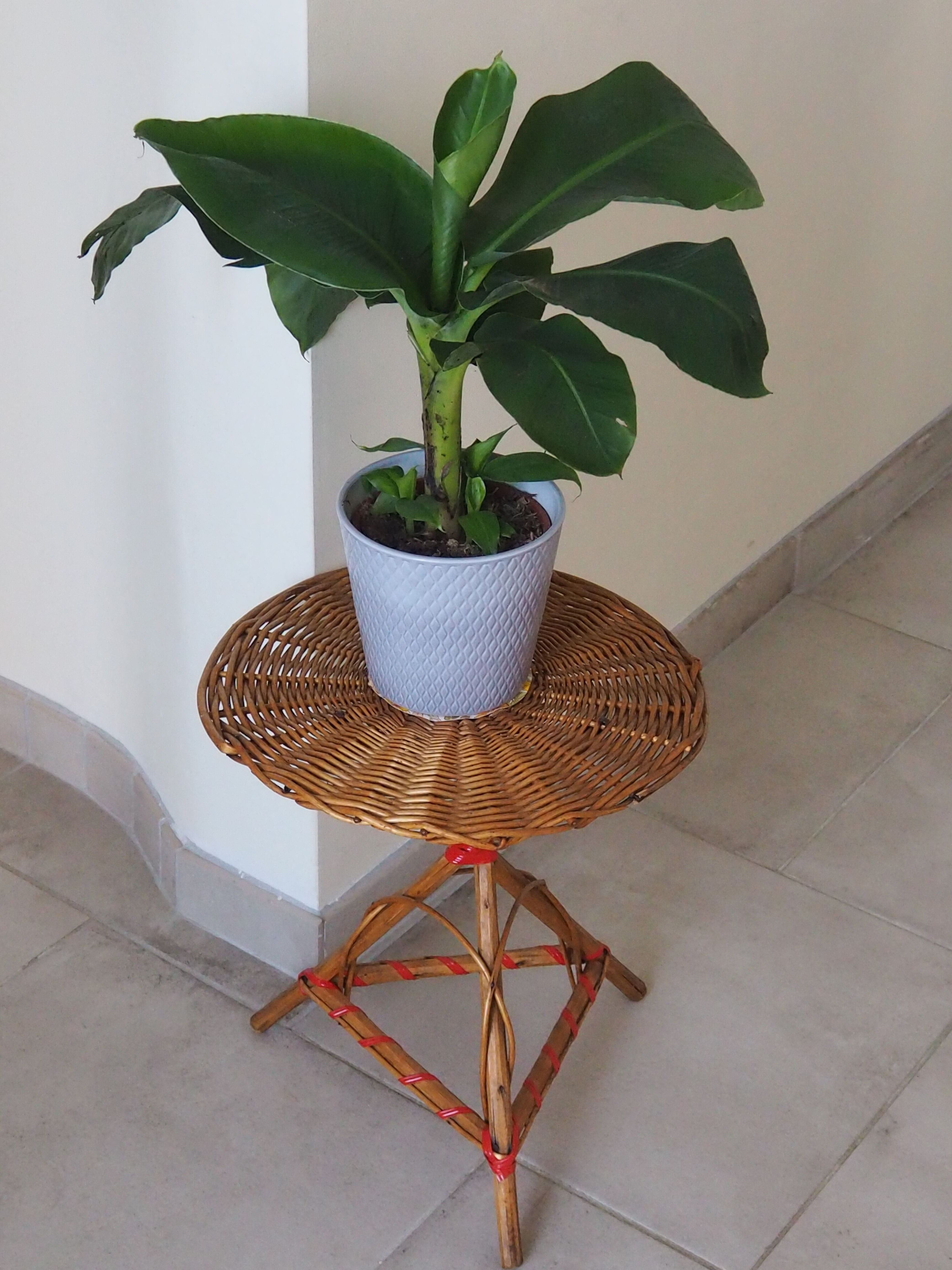 Bolster / pedestal table in tripod rattan 1960s-1970s