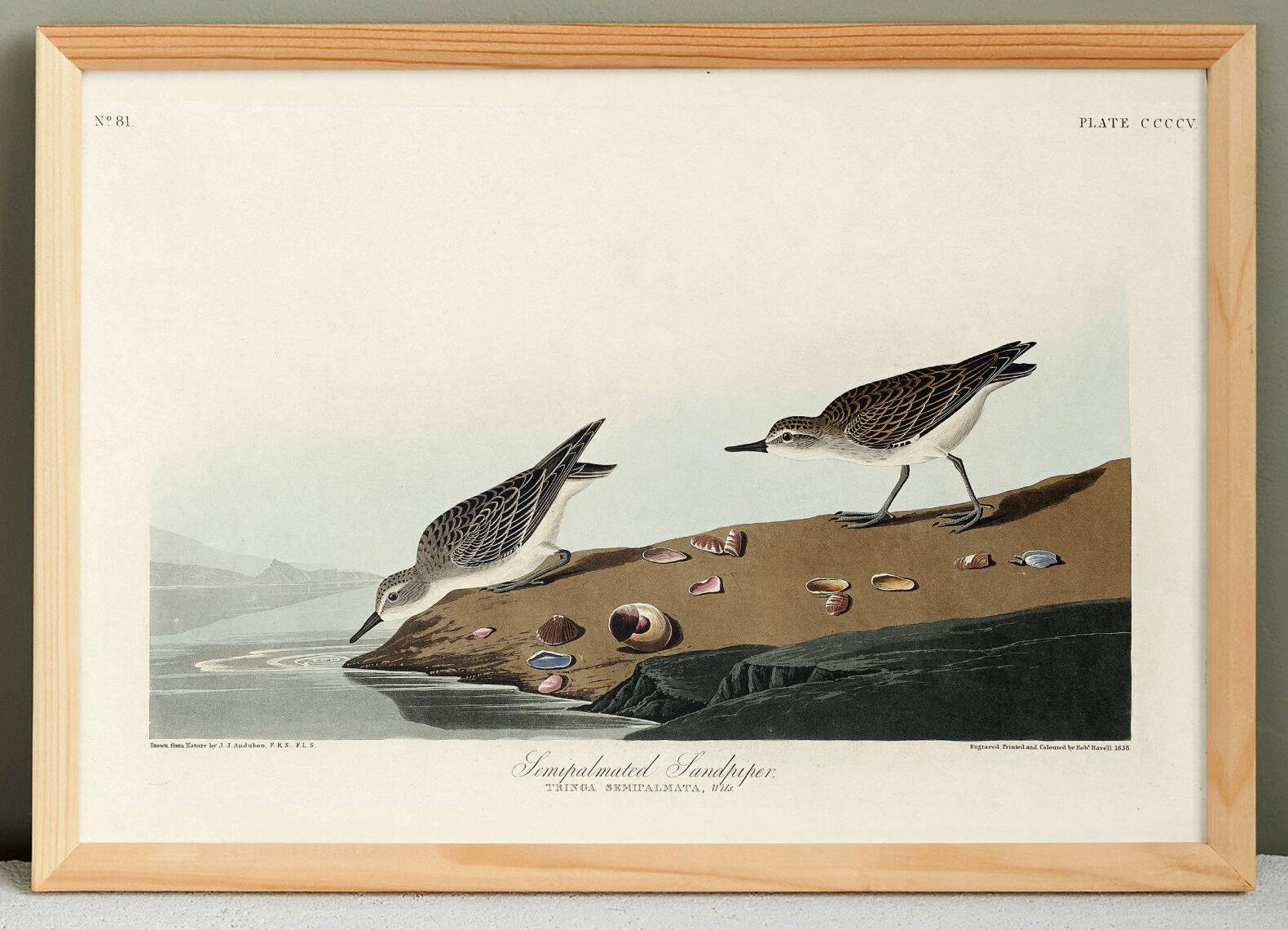 Poster about the Semipalmated Sandpiper, based on an old engraving from 1827.