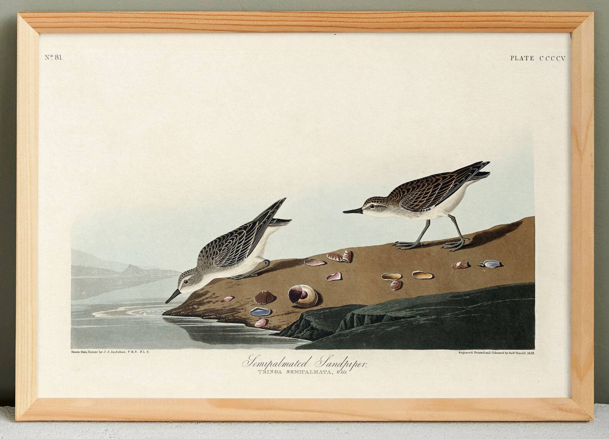 Poster about the Semipalmated Sandpiper, based on an old engraving from 1827.