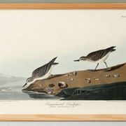 Poster about the Semipalmated Sandpiper, based on an old engraving from 1827.