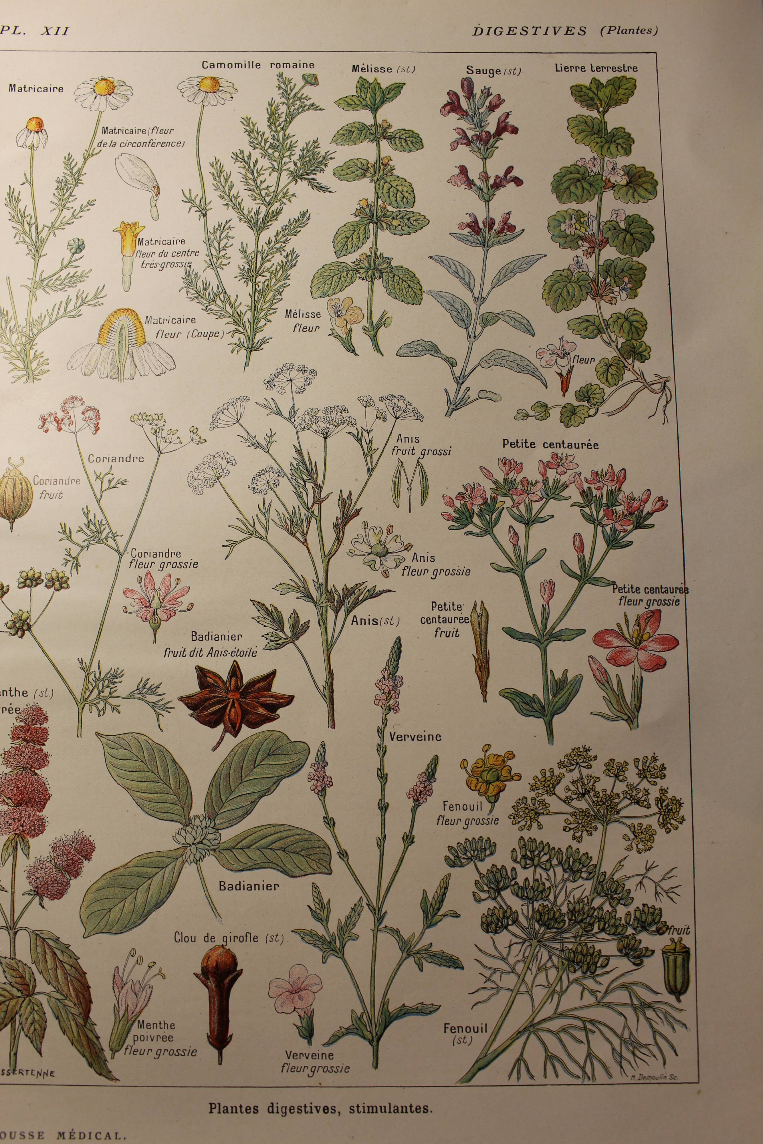 Botanical board- plant - Digestive