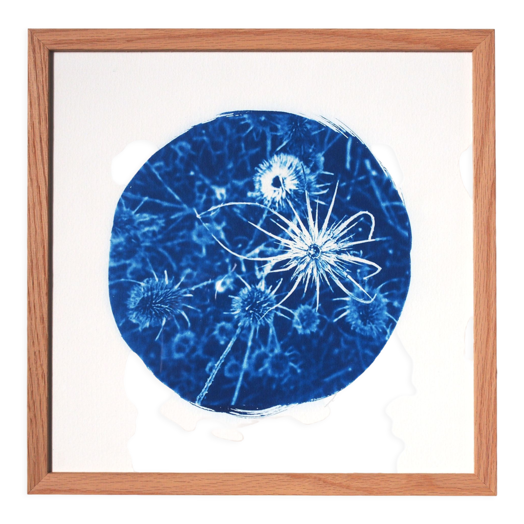 photographie-cyanotype-selency