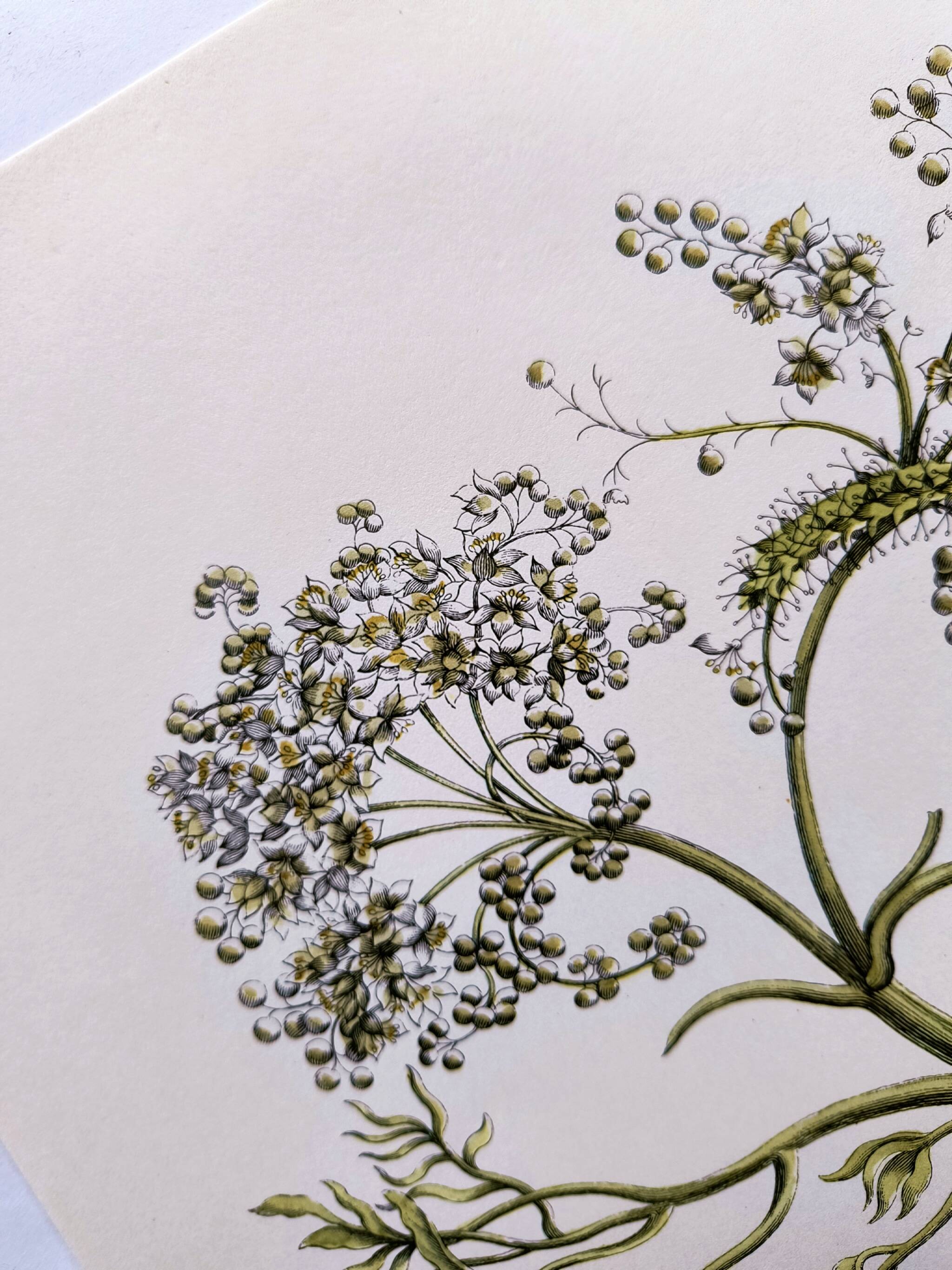 Vintage illustration - Plant with golden fruits by Merian. Antique plate