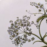 Vintage illustration - Plant with golden fruits by Merian. Antique plate