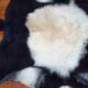 New sheepskin