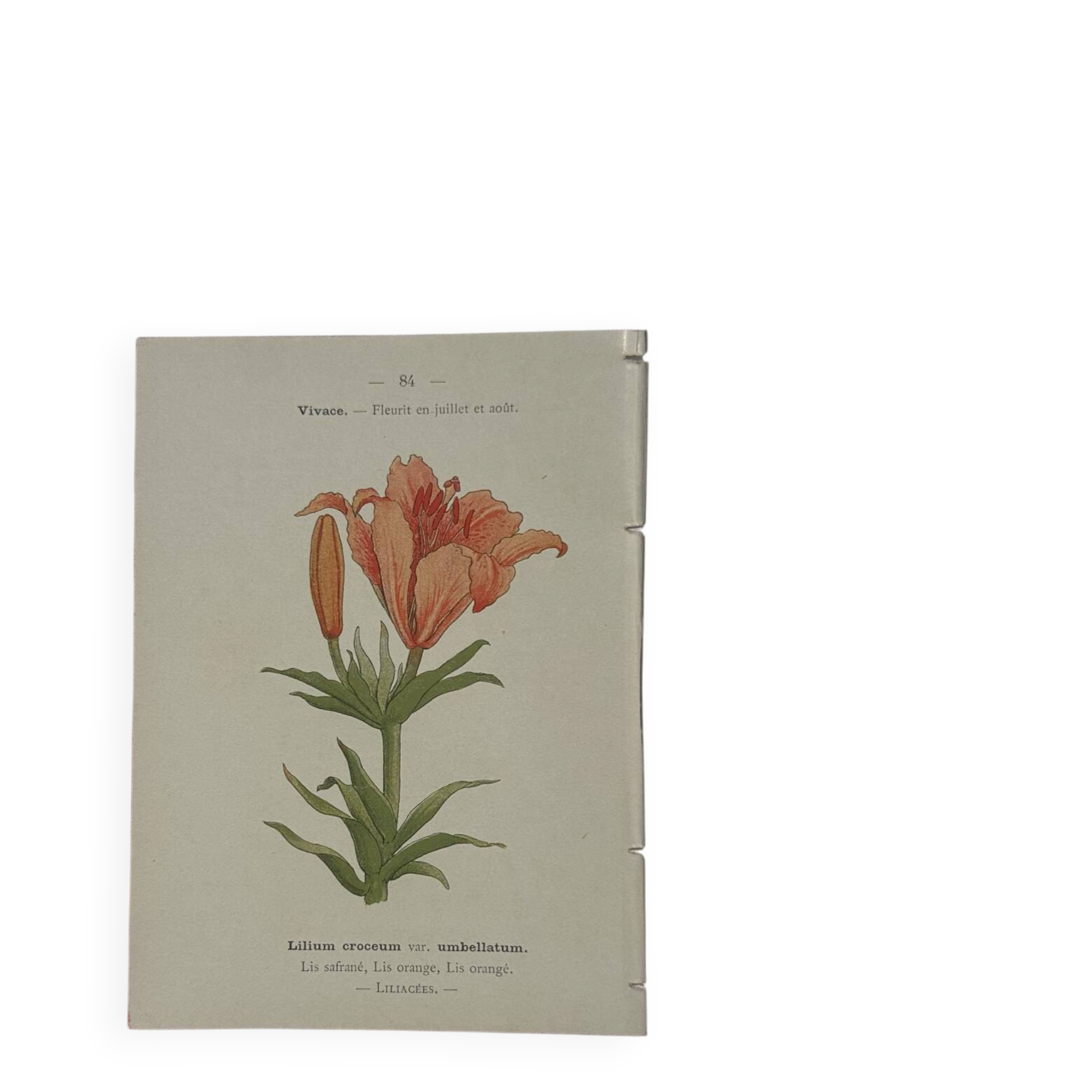 Botanical plate engraving flower 1800 double-sided coloured