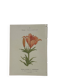 Botanical plate engraving flower 1800 double-sided coloured