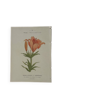 Planche botanique, gravure fleur double face, 1800