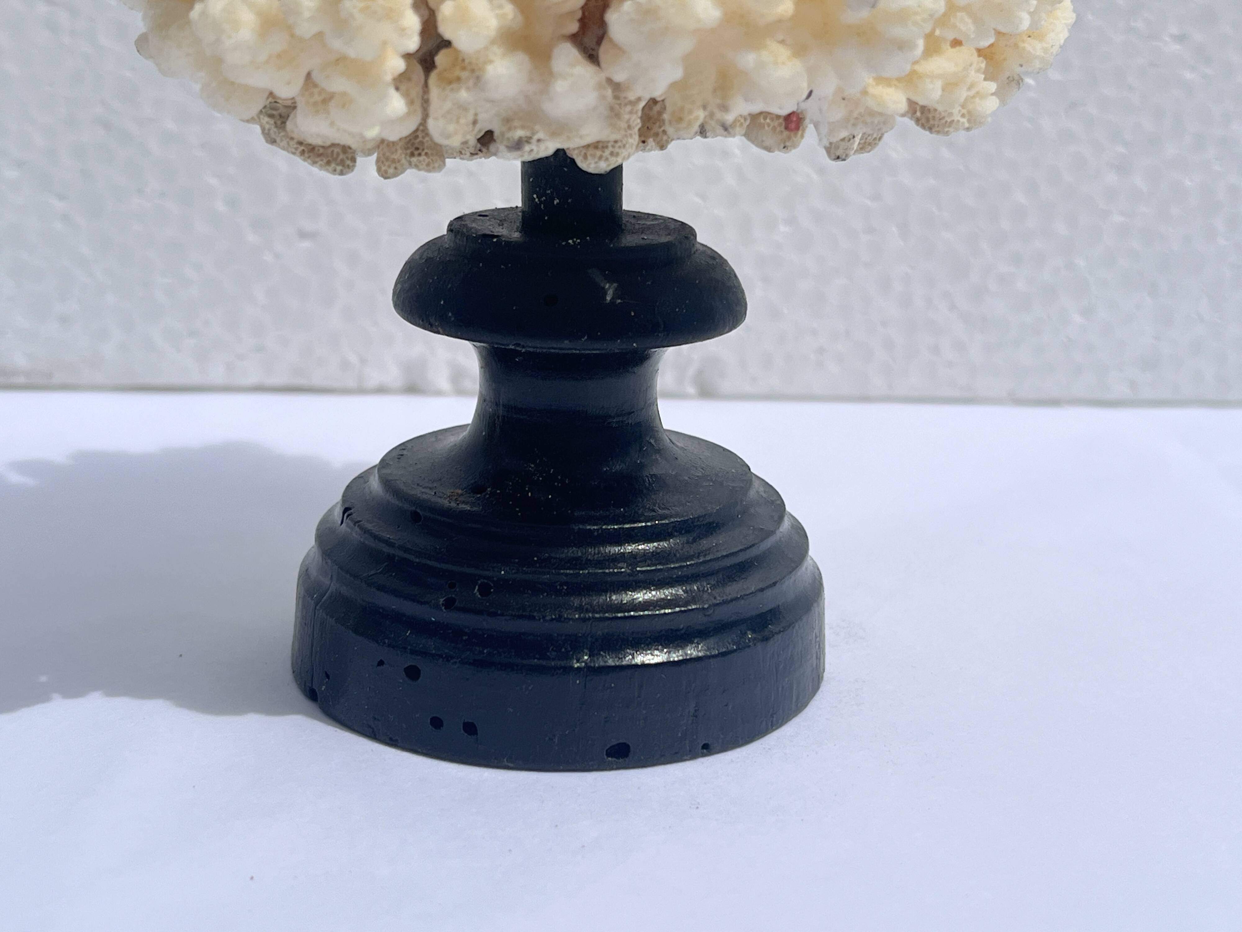 Natural white coral on wooden base turned Napoleon III 19th century cabinet of curiosities