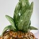 Soup pineapple slurry