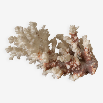 White coral and seahorse