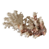 White coral and seahorse