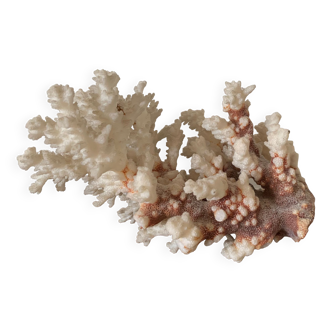 White coral and seahorse