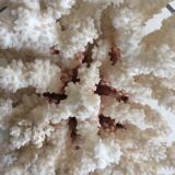 White coral