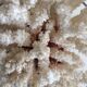 White coral