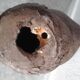 Terracotta head