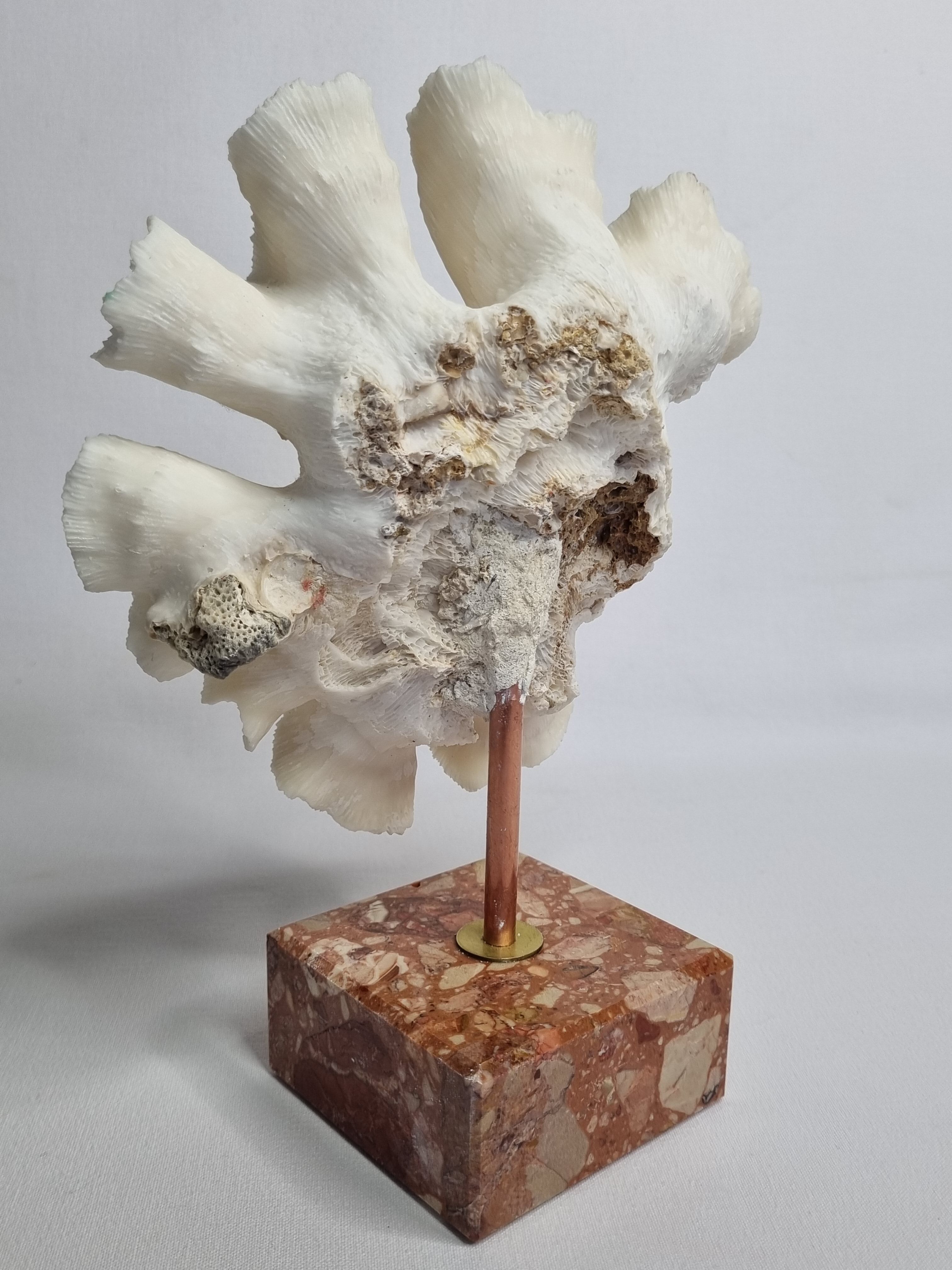 Old white coral "méandrine" on marble base, 25 cm
