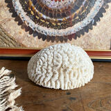 Maze coral or brain coral